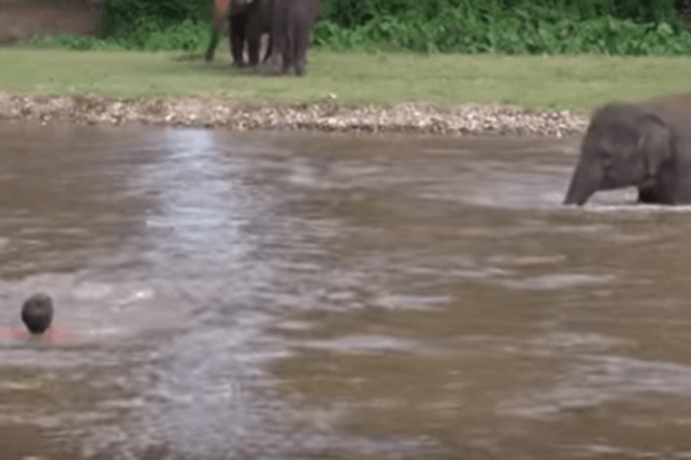 Слон у парку Таїланду