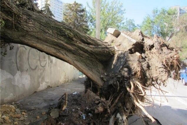 Упавший тополь на детсад в Одессе