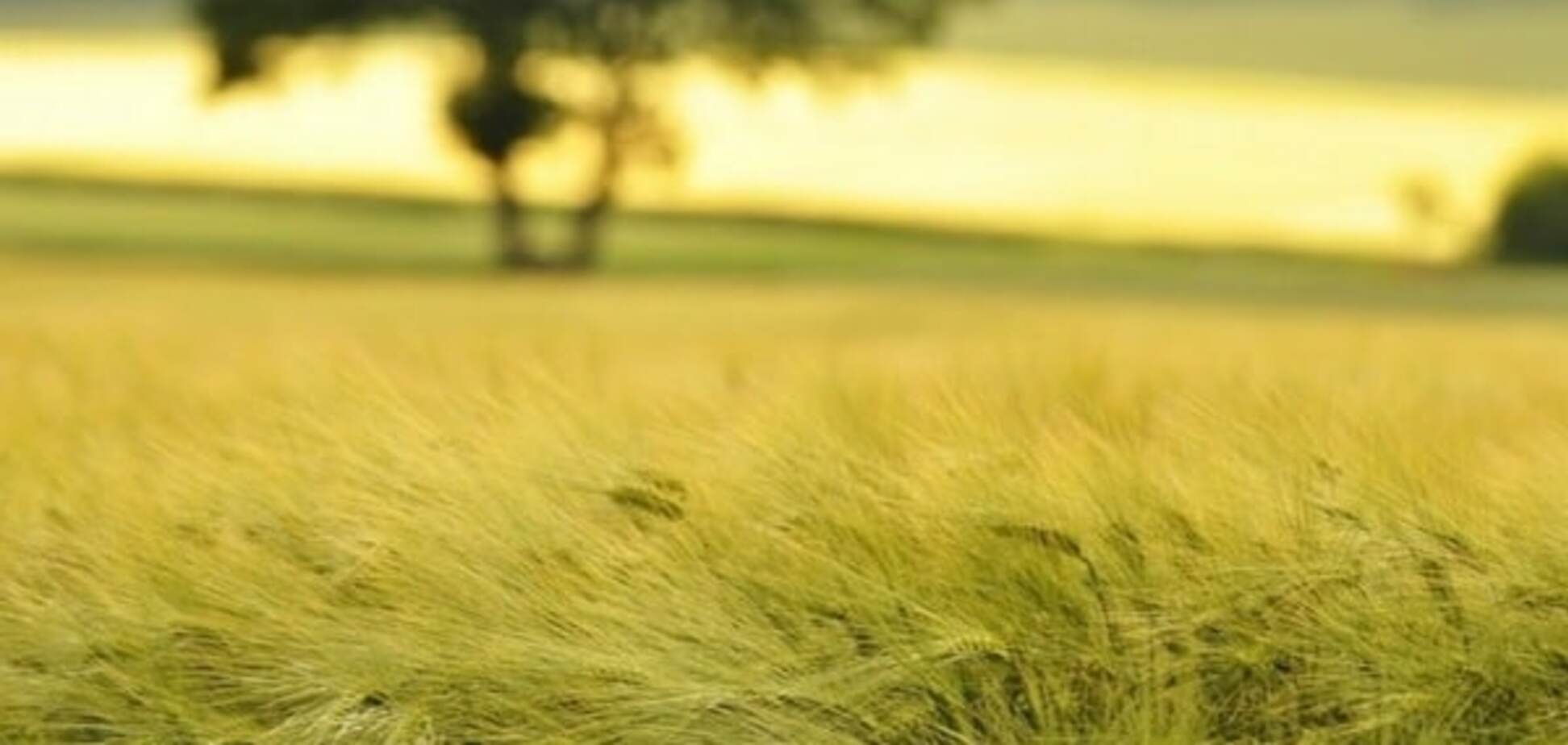 Земля в Украине