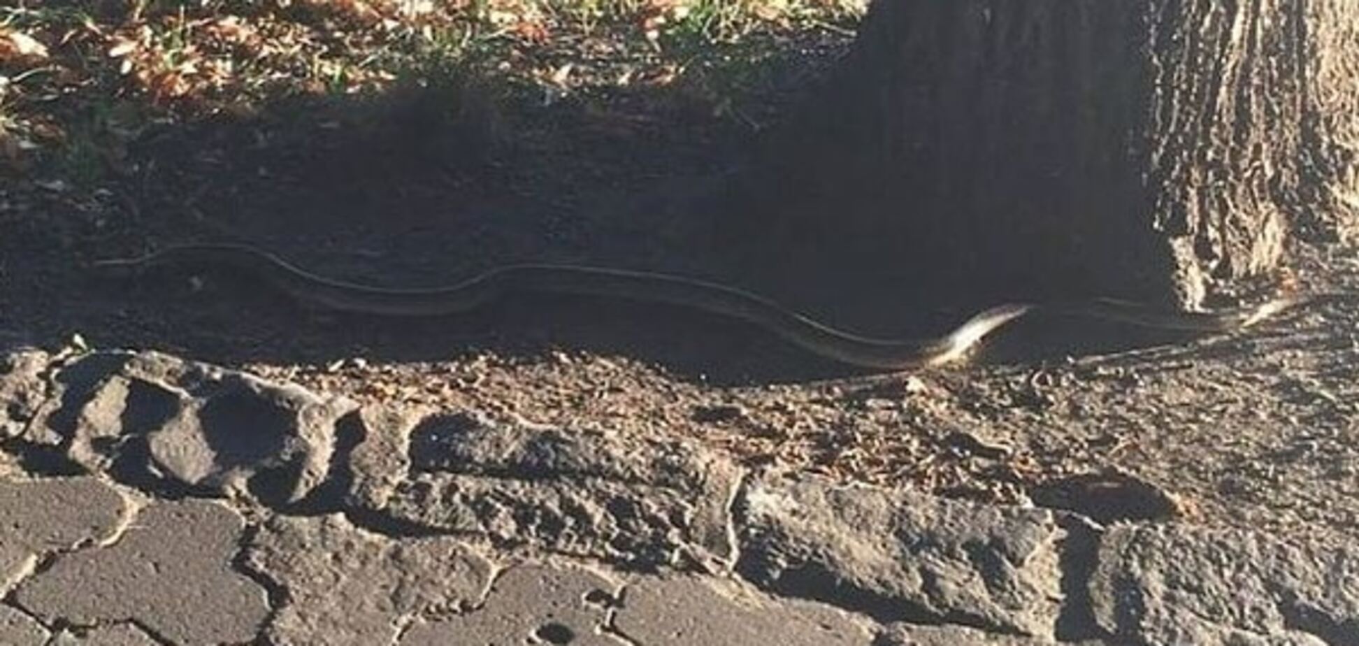 Змеи посреди Ужгорода