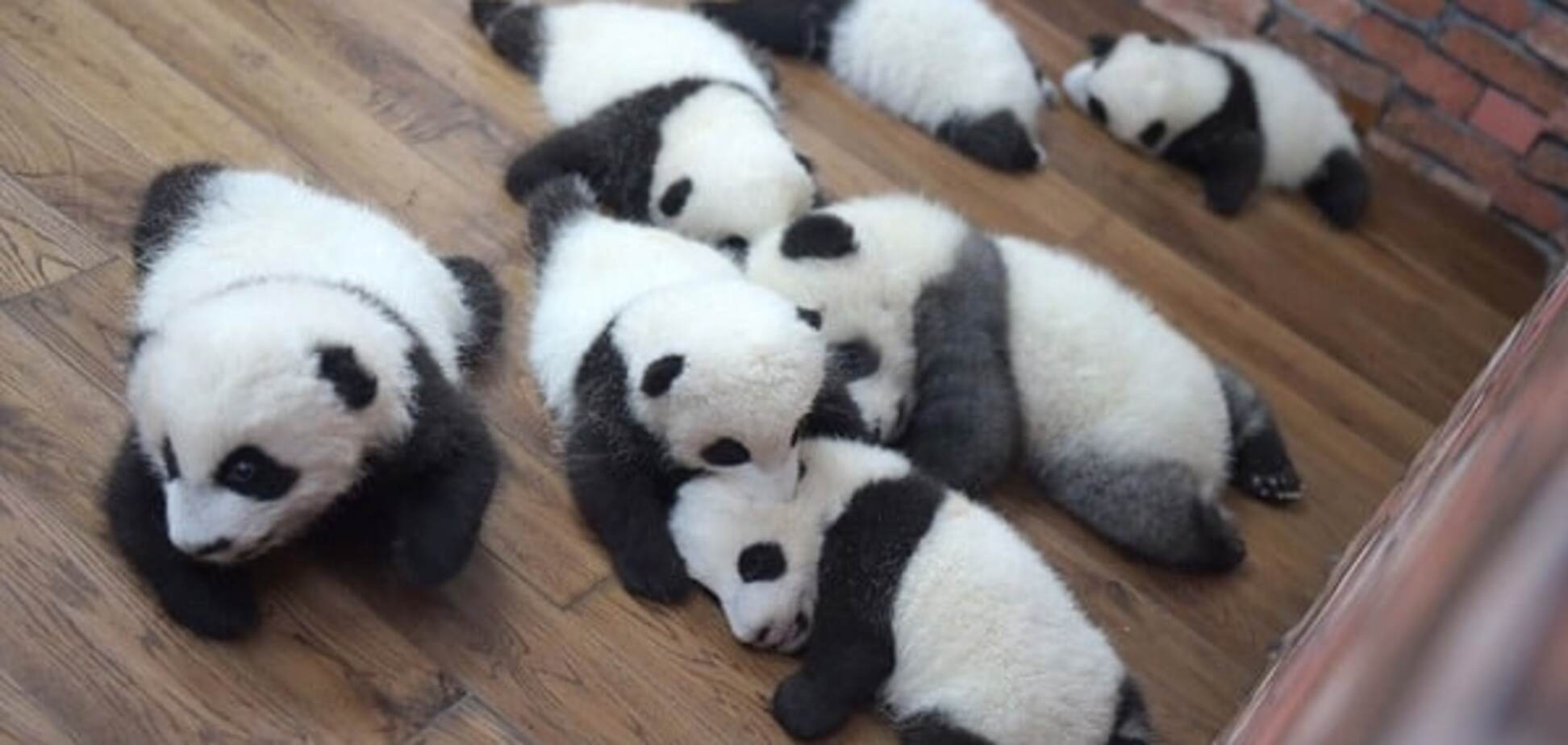 малюки панди