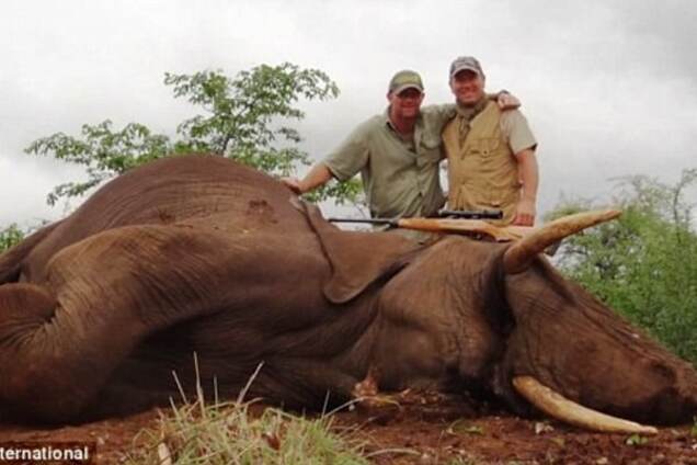 Убийство слона