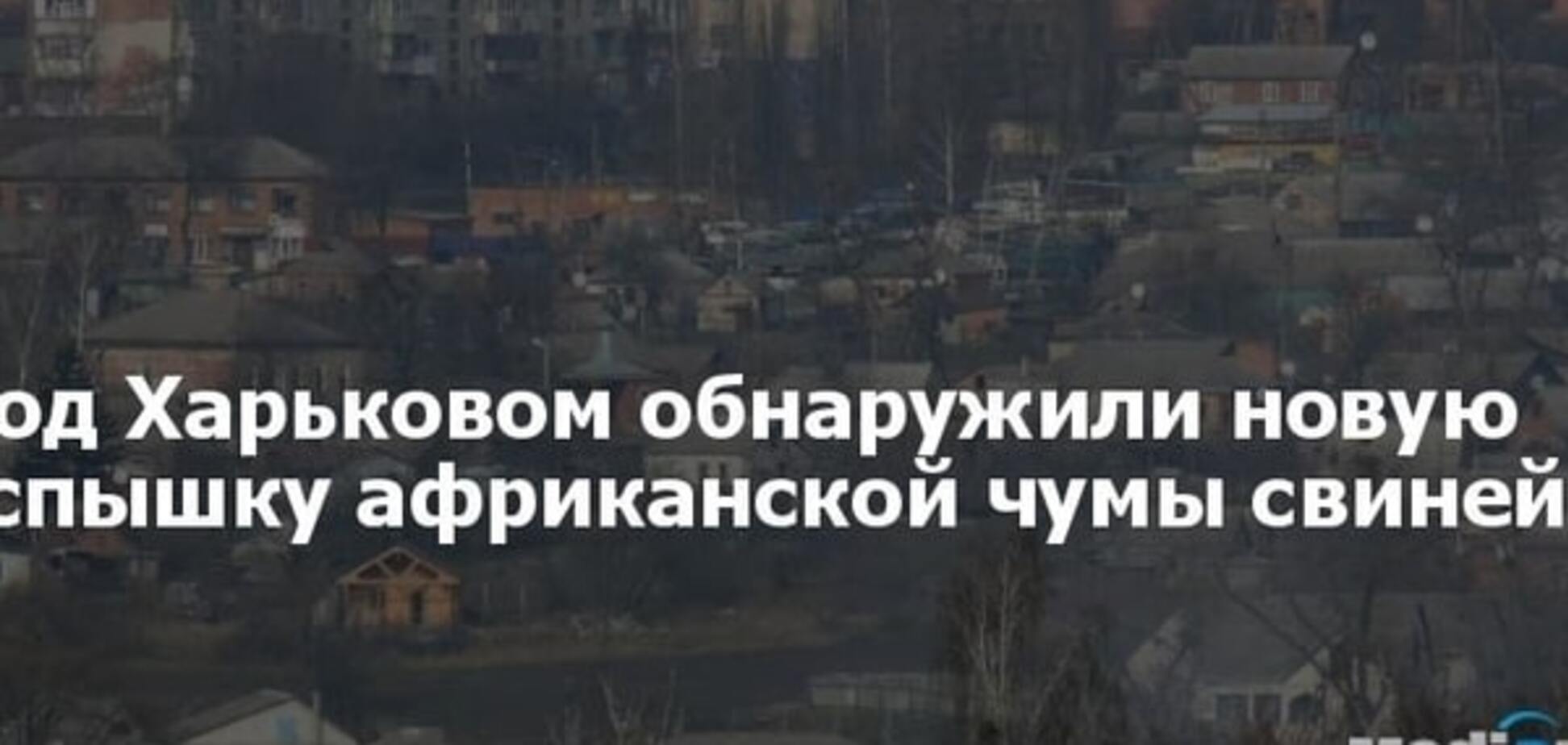 Уничтожено 27 животных: в Украине новый случай вспышки африканской чумы свиней