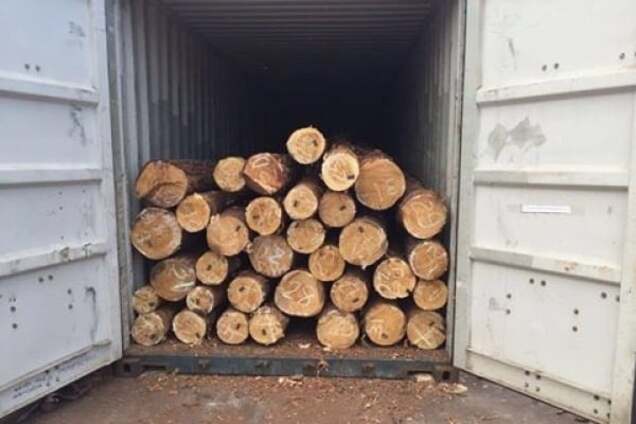 На Волині обшуки: виявили крадіжку лісу