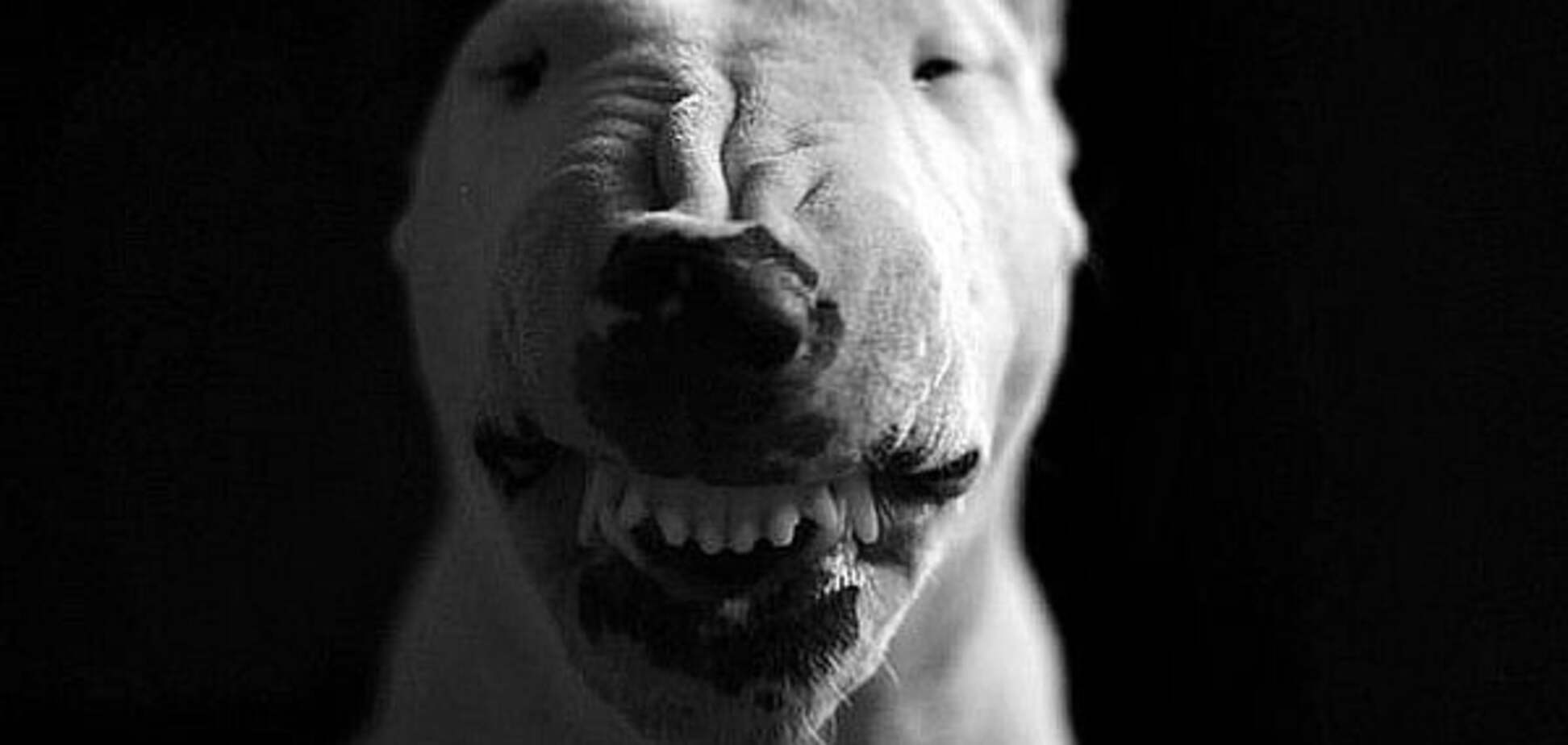 Белый бультерьер