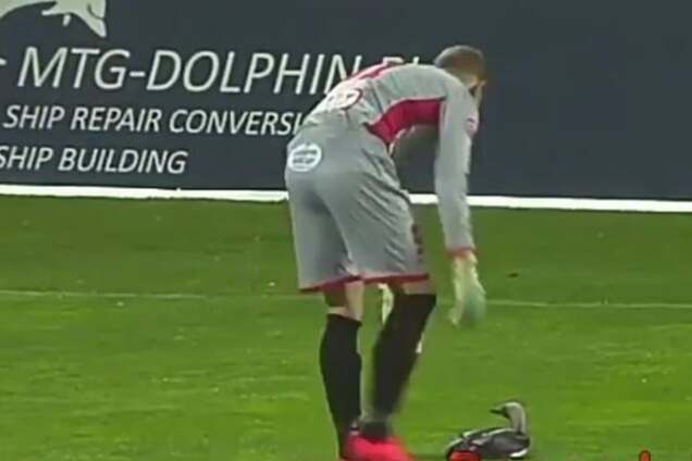 Наглая утка остановила матч чемпионата Болгарии, поклевав вратаря - курьезное видео