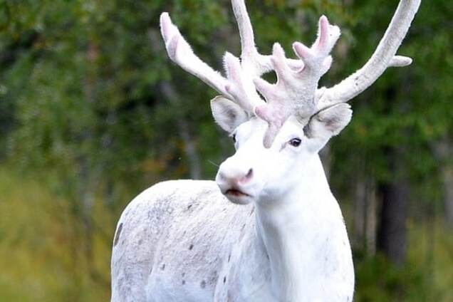 Олень-альбинос