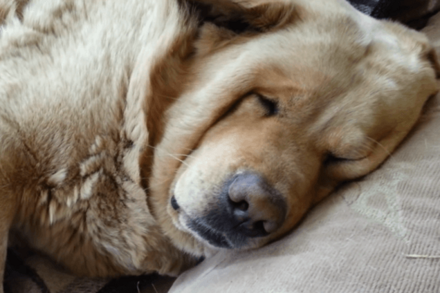 Храпящий псом