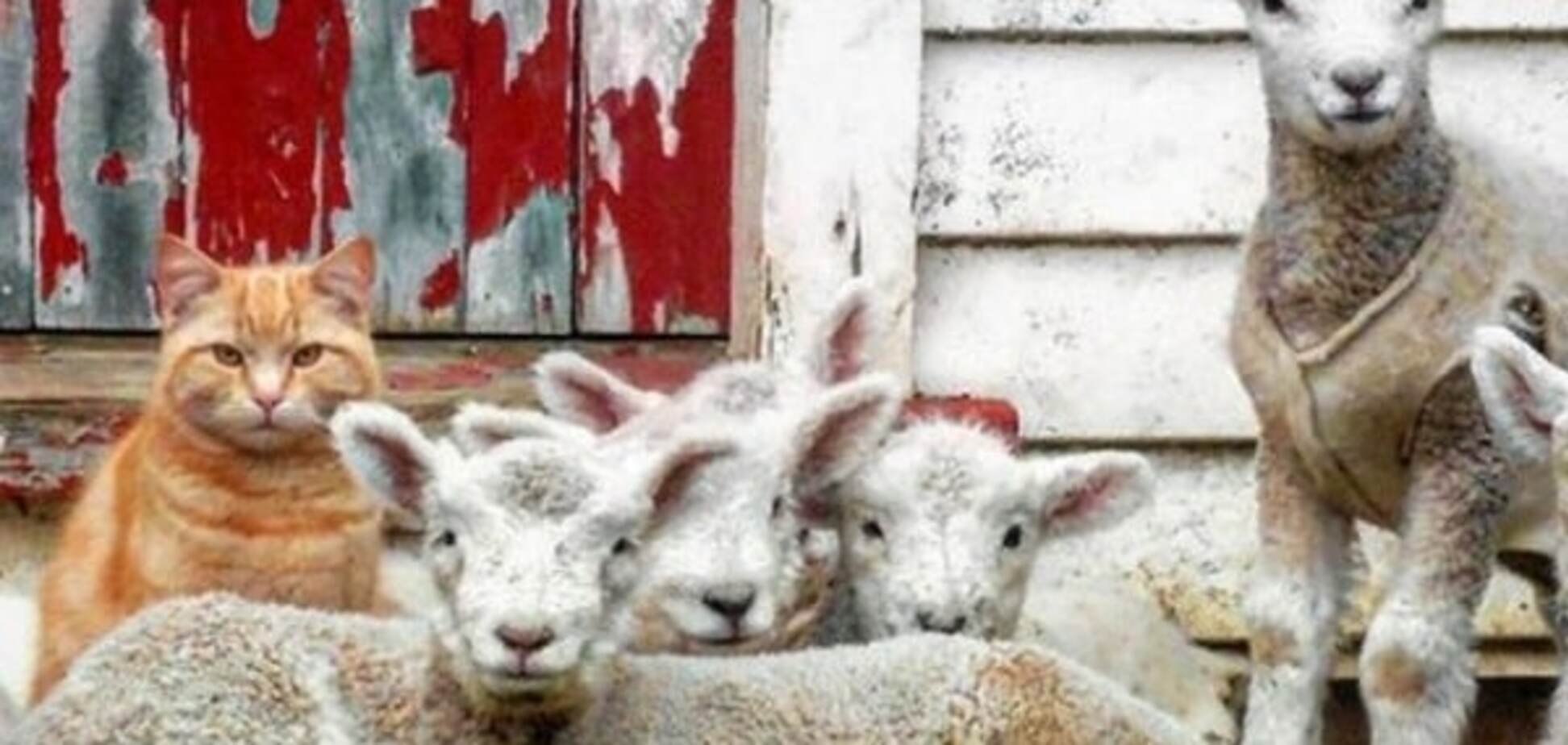 Рыжий кот Стив и стадо ягнят