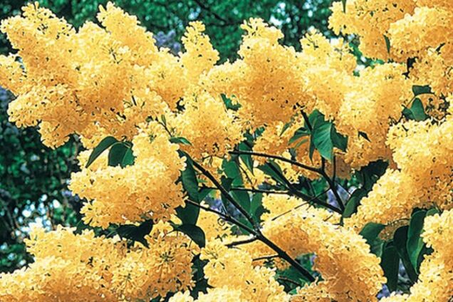 жовтий бузок