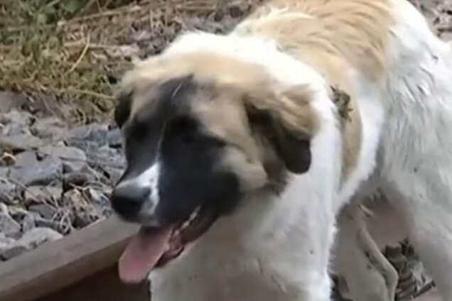 Украинский Хатико