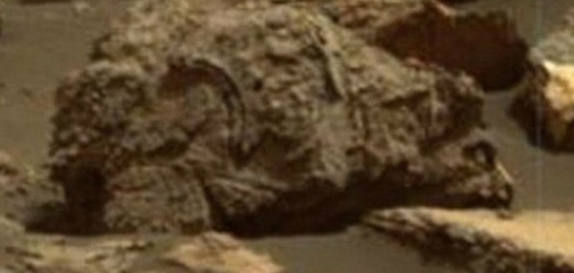 На Марсе уфологи обнаружили якобы окаменелые останки медведя