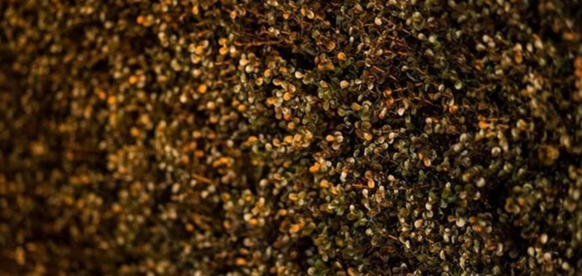 кусты на Бессарабской площади в Киеве