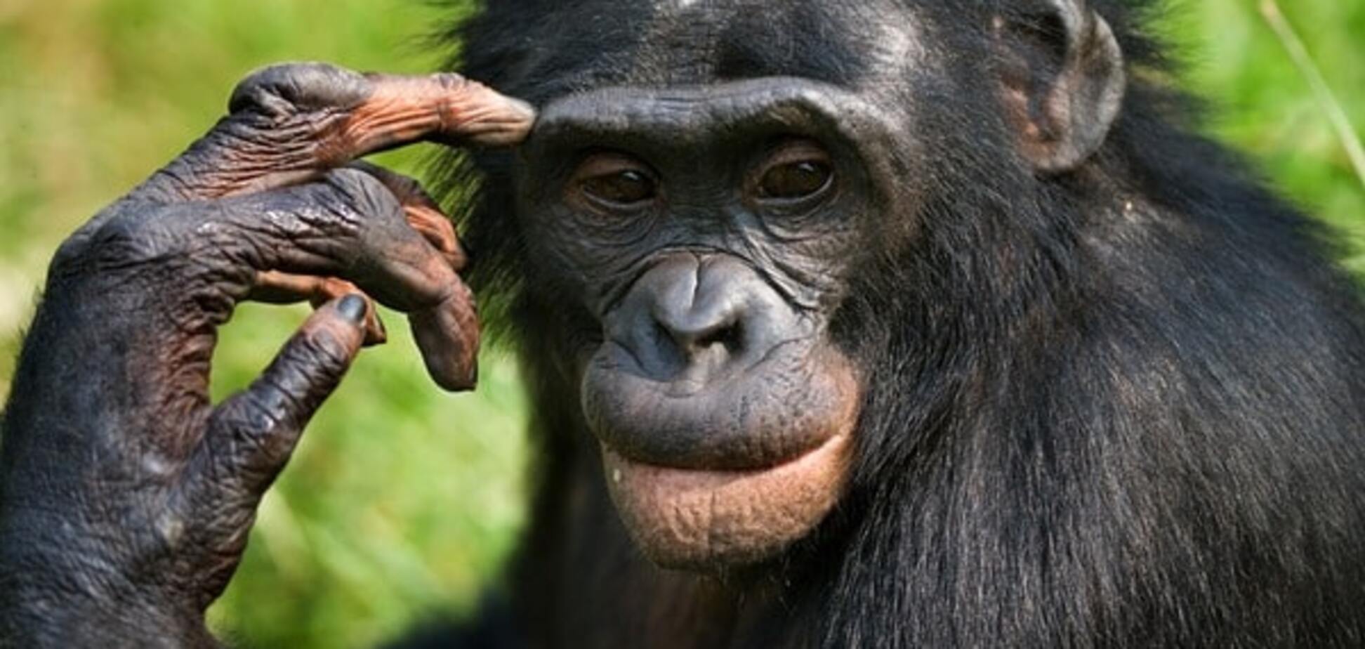 Бонобо или карликовый шимпанзе