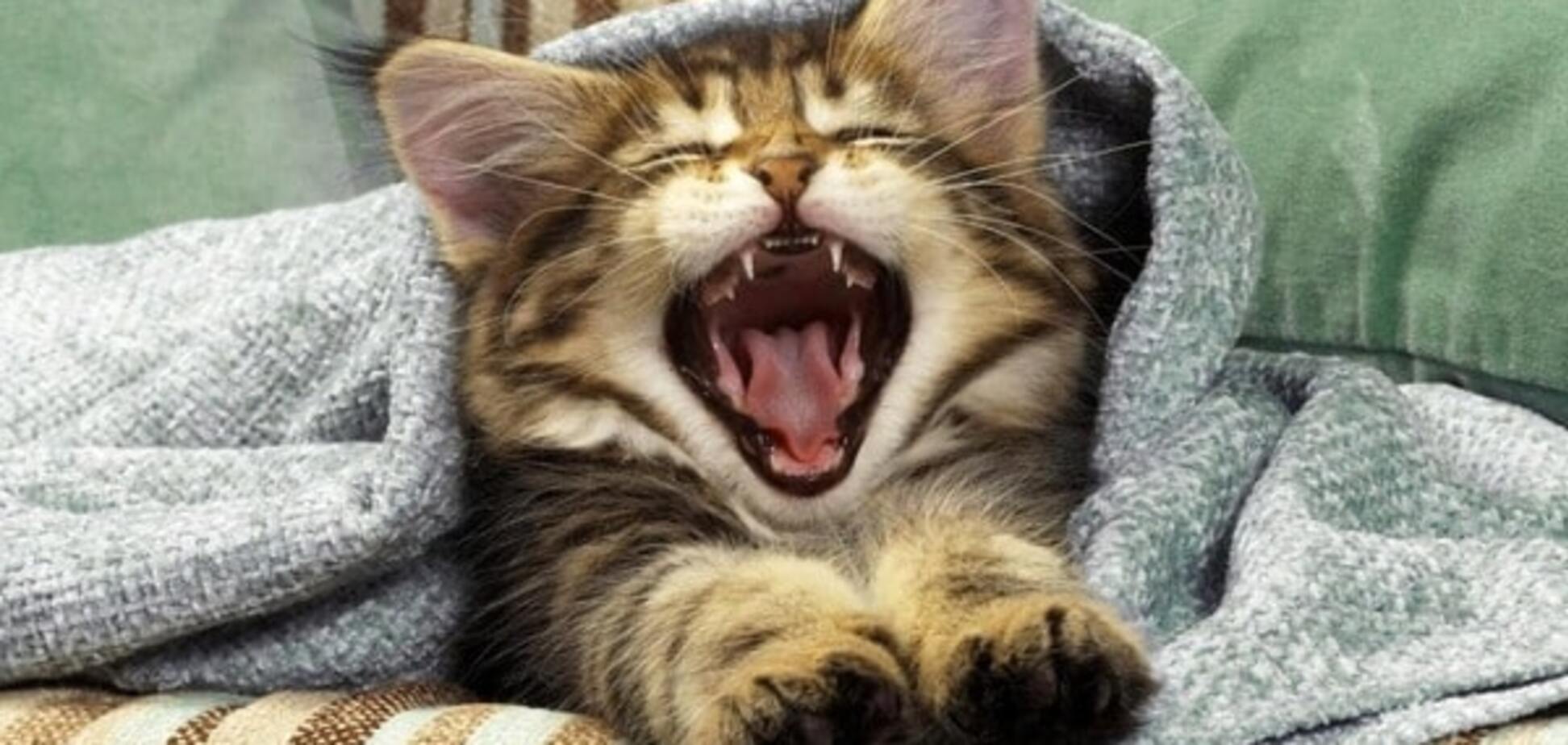 Зевающий кот