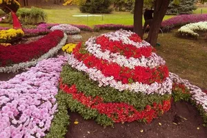 цветы