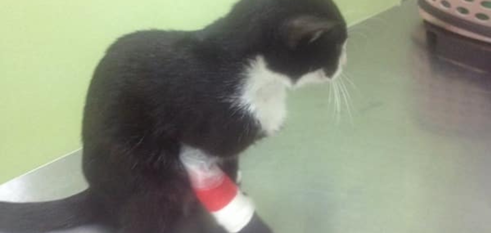 Кошка Баронесса