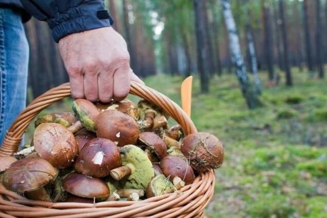 Тихе полювання: на Сумщині загинув літній грибник