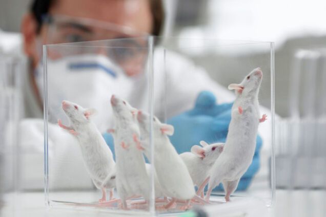 лабораторные мыши