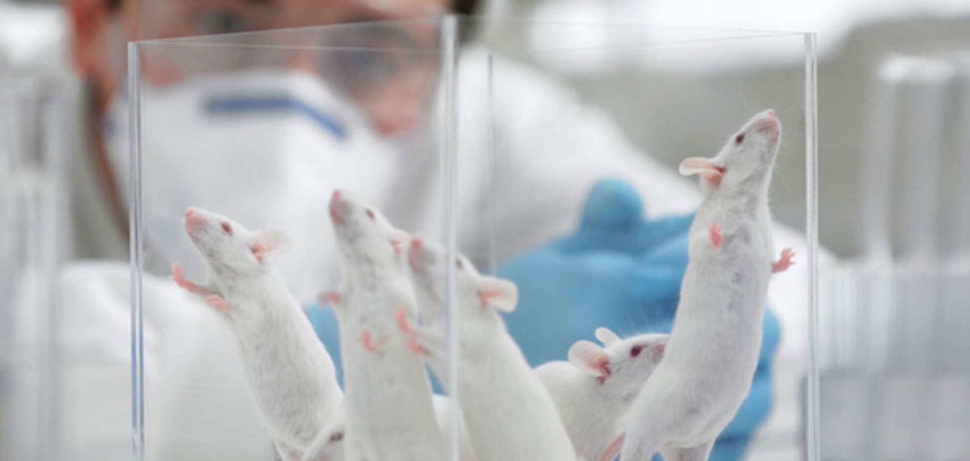 лабораторные мыши