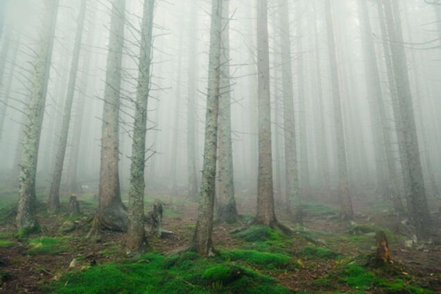 Вырубка леса