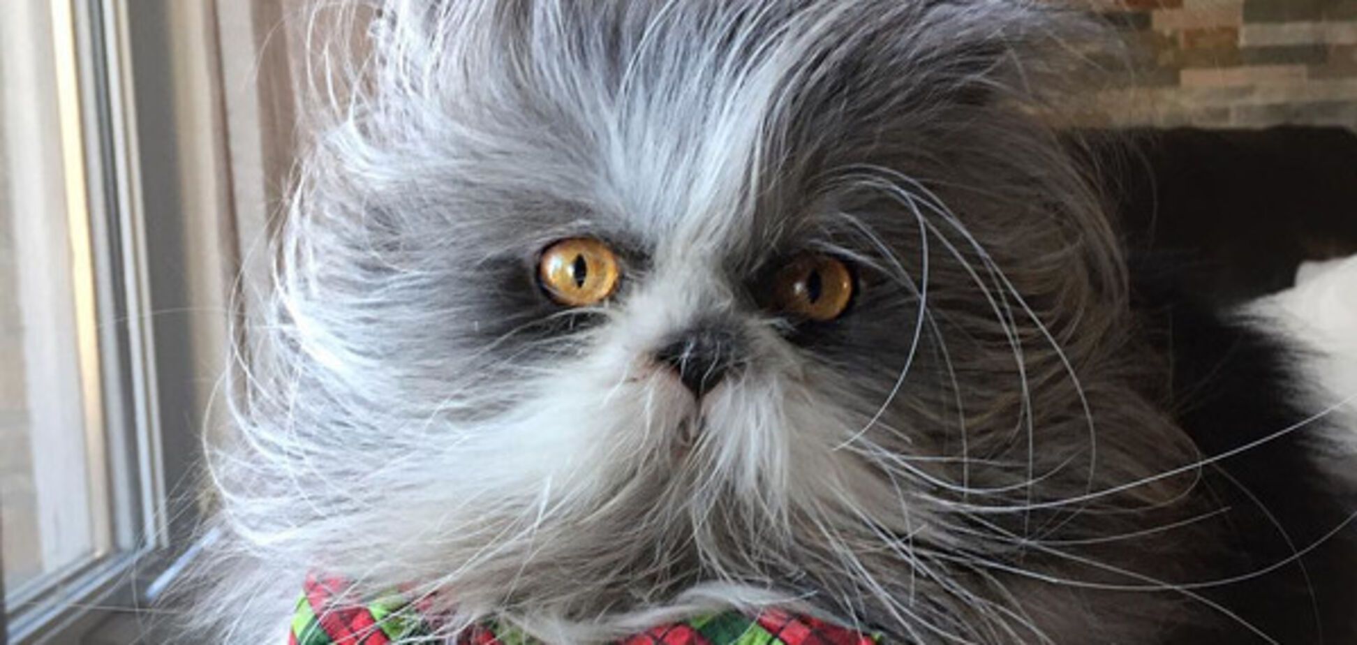 Кот по кличке Этчум с необычной внешностью