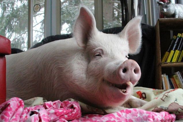 довольная свинья