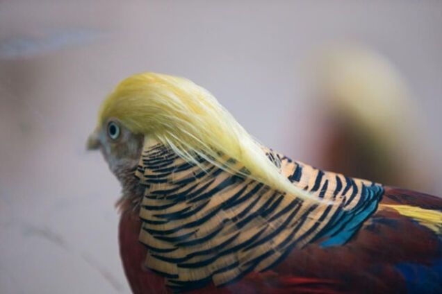 Фазан-Трамп