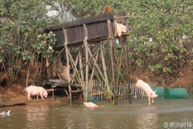 Китайский фермер научил свиней заниматься спортом
