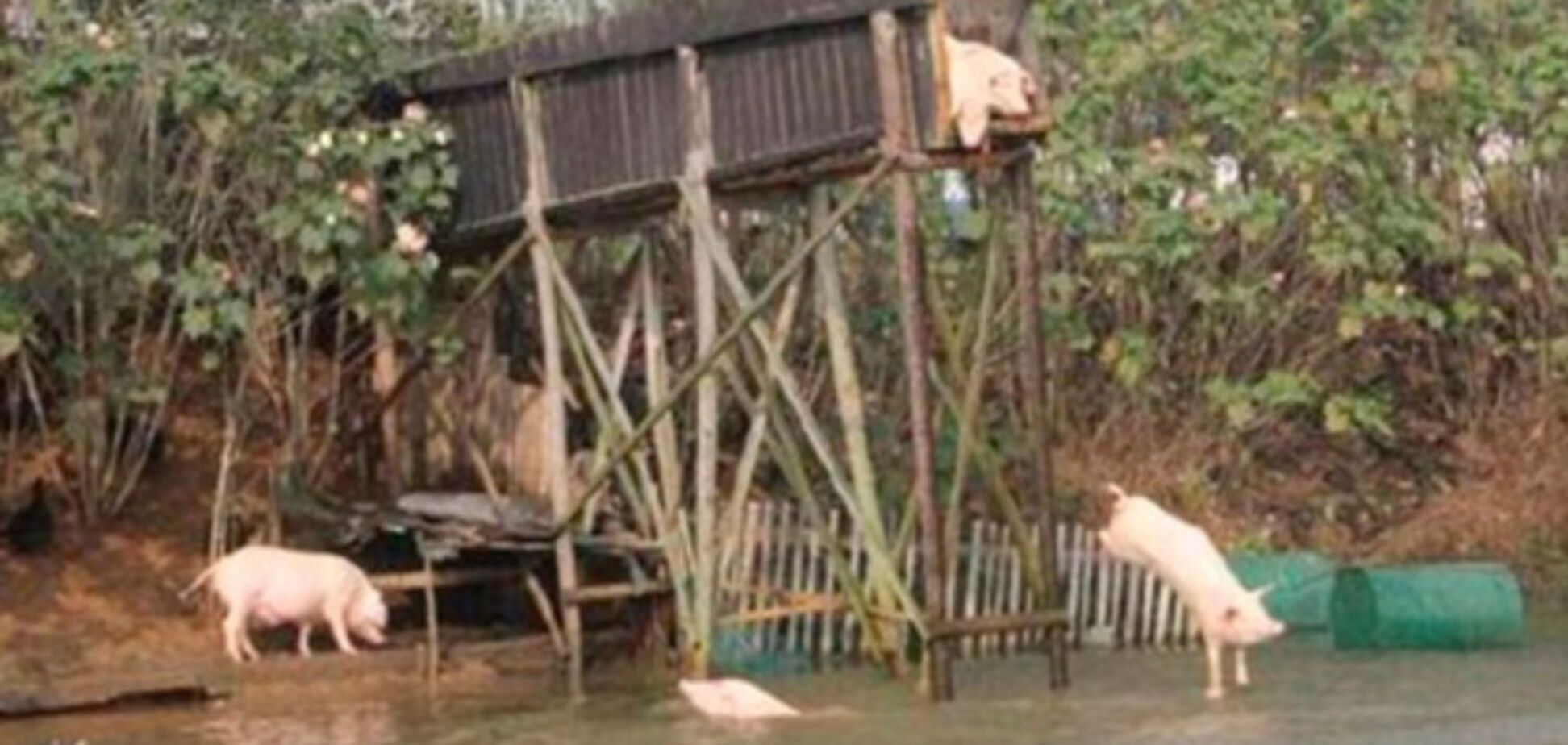 Китайский фермер научил свиней заниматься спортом