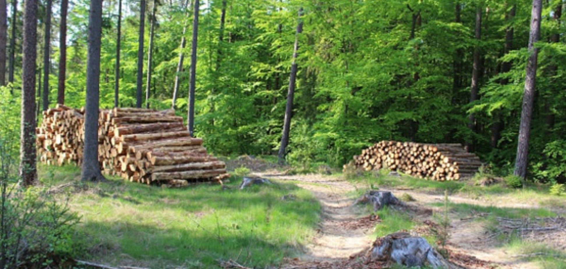 Вирубка лісу