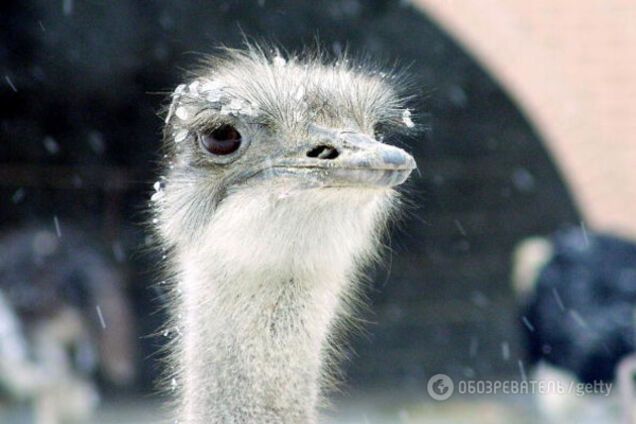 Премия 'Страуса': подвиг Ляшко, князь Трамп и водка в капутино