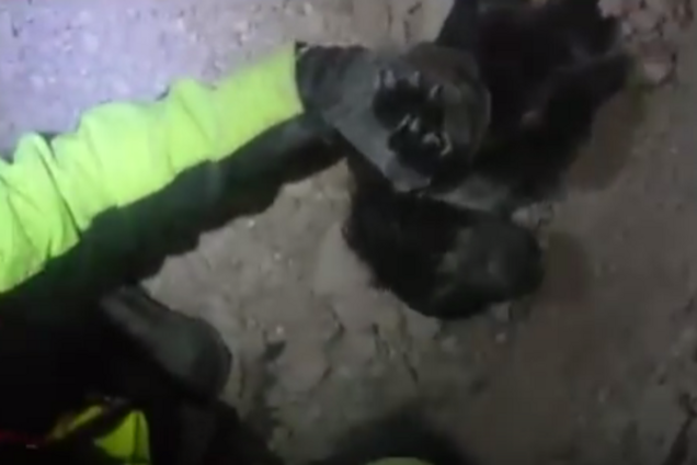 Пес под завалинами