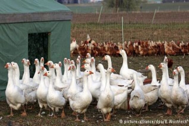 Україна обмежила імпорт птиці з Німеччини через пташиний грип