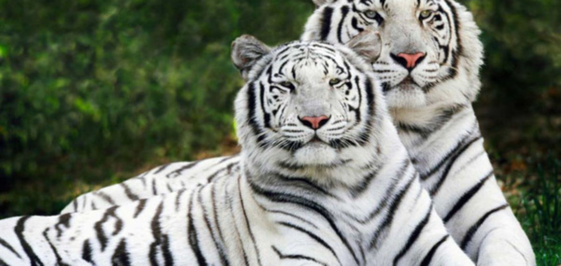 Белые тигры