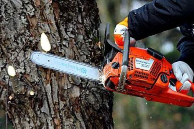 Под Харьковом мужчину убило упавшее дерево