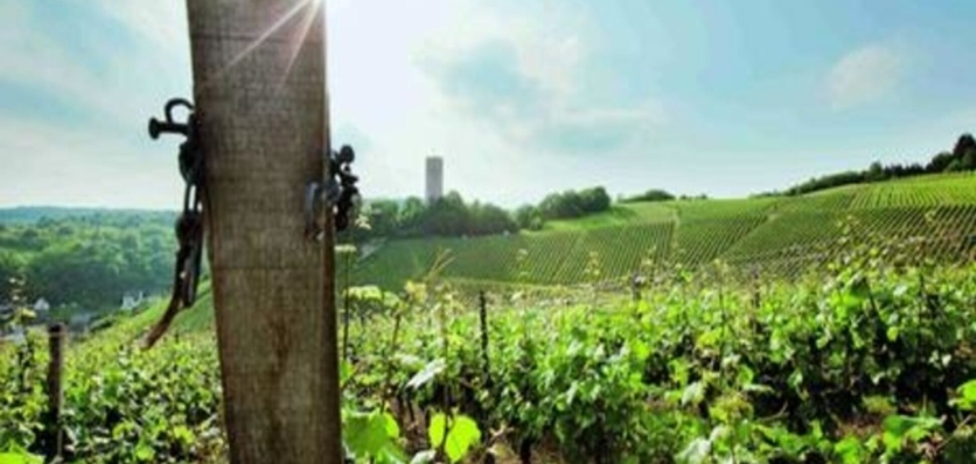 Рислінг для Дональда Трампа