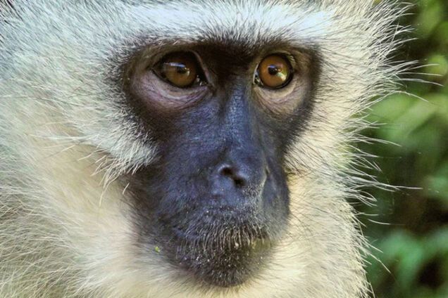 верветка-самка