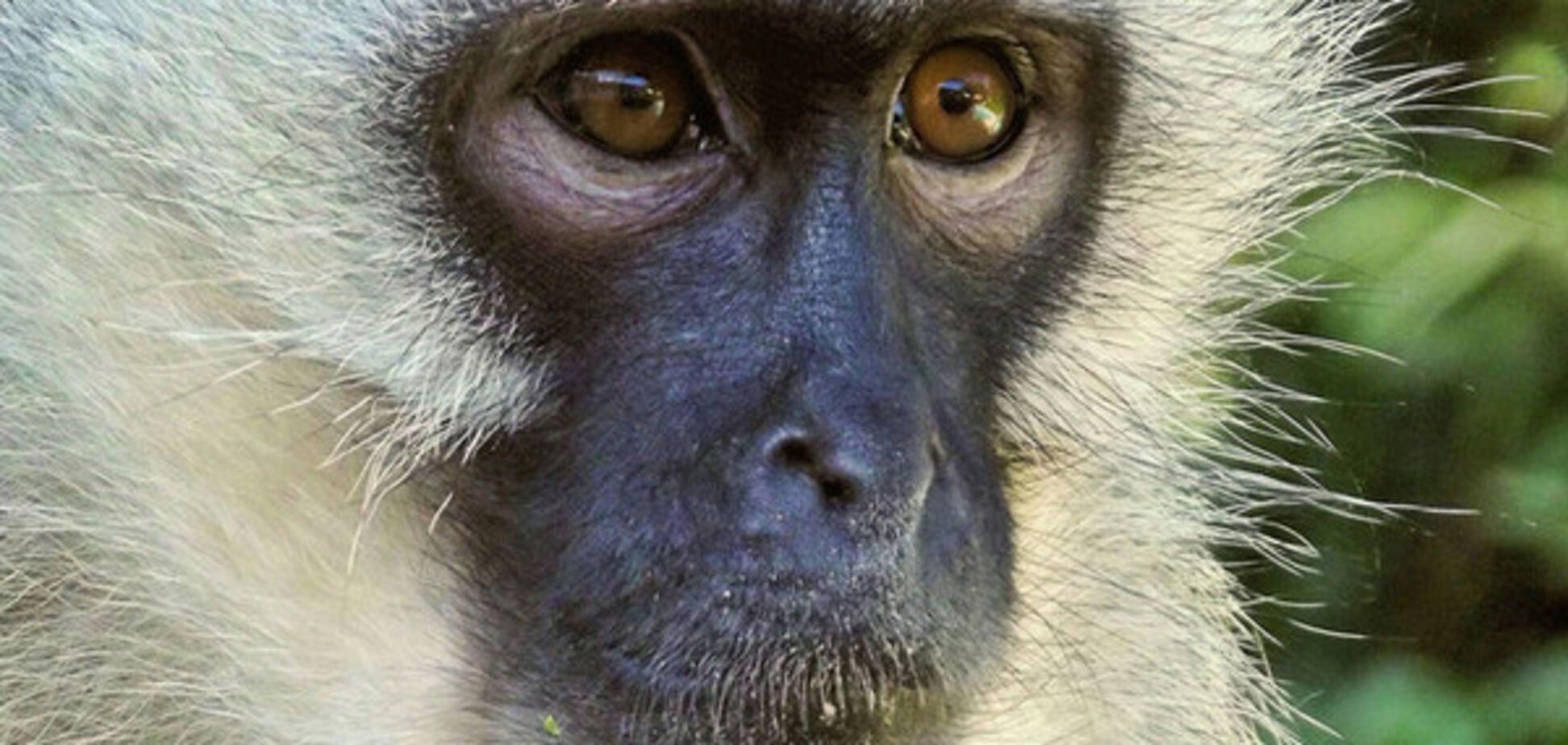 верветка-самка