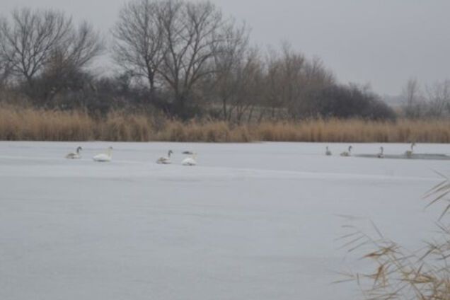 В Запорожской области спасатели освободили лебедей из ледяного плена
