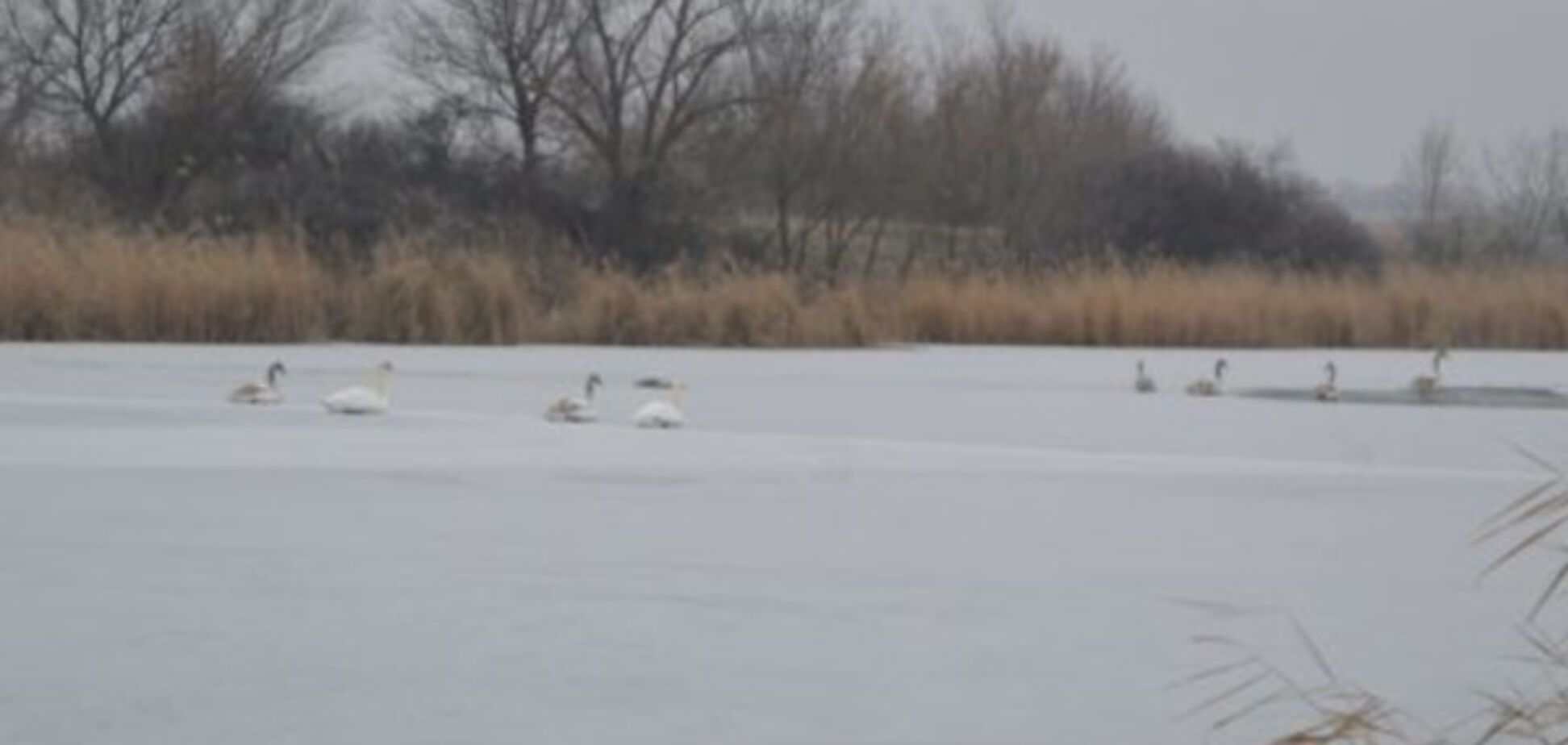 В Запорожской области спасатели освободили лебедей из ледяного плена