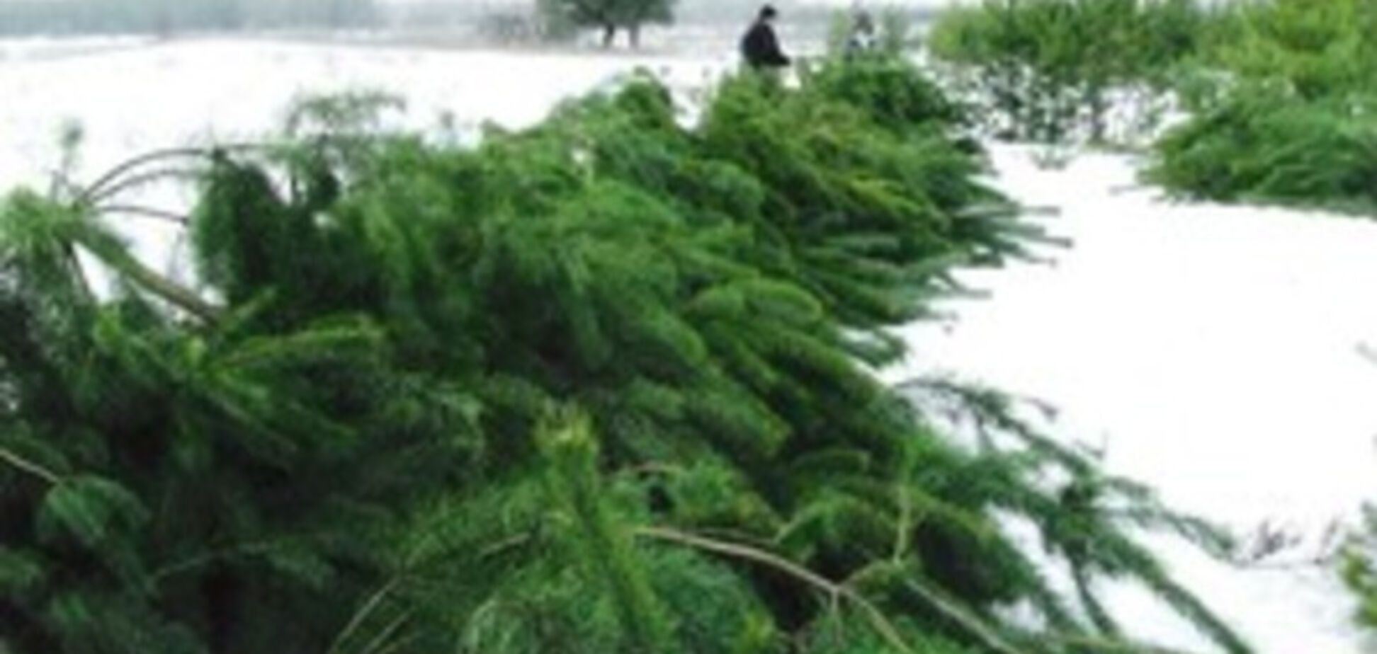 Готуємося до Нового року: повідомили, де найдешевші ялинки в Україні