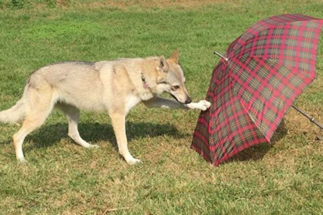 собака и зонт