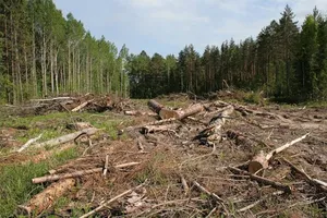 лес вырубка карпаты