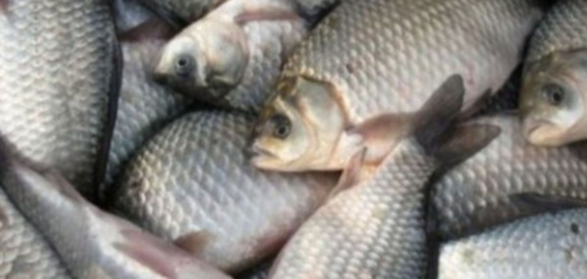 За рибу – гроші? Доки МінАПК буде продавати посади?