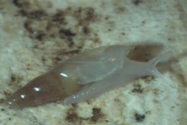 Неизвестные виды животных в пещерных озерах Хорватии