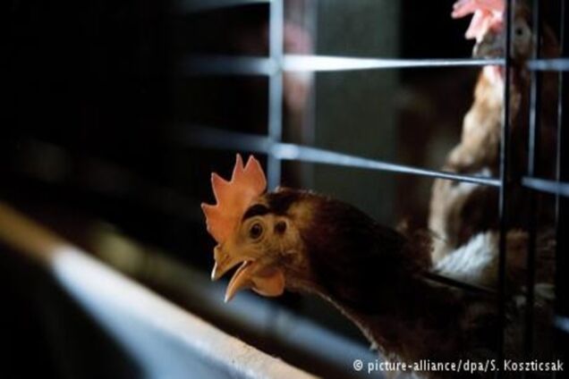 У Херсонської області зафіксували пташиний грип