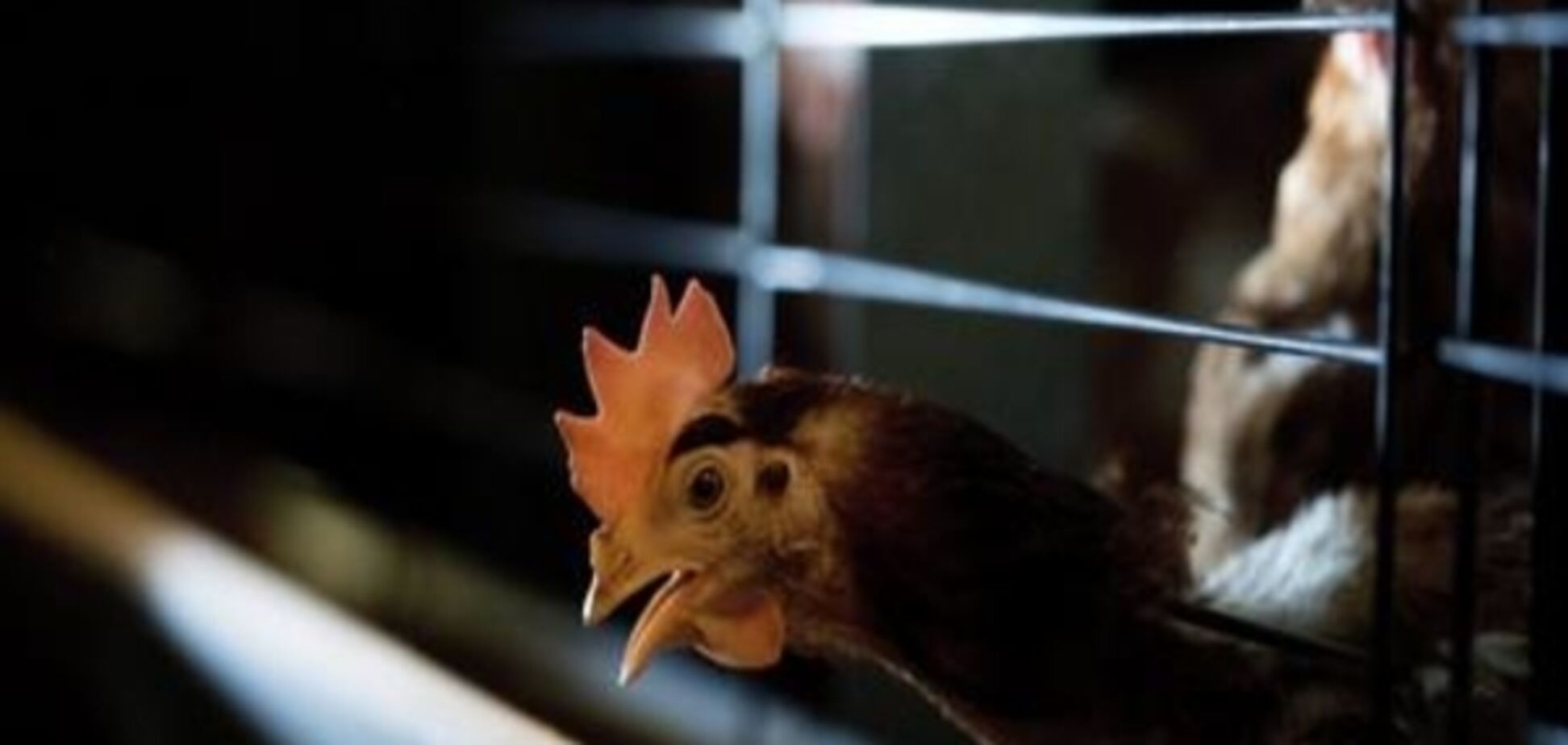 У Херсонської області зафіксували пташиний грип