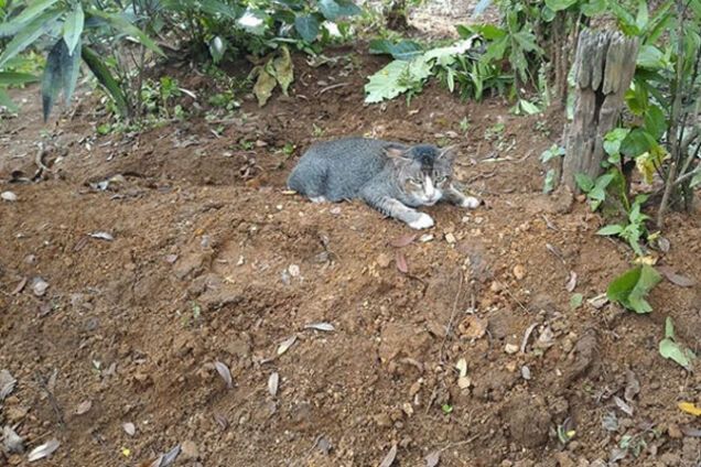 Кішка на могилі