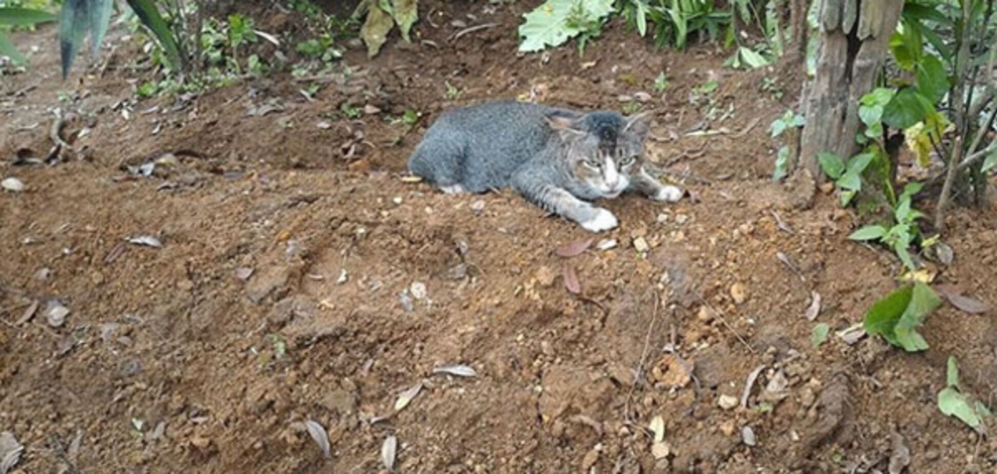Кошка на могиле